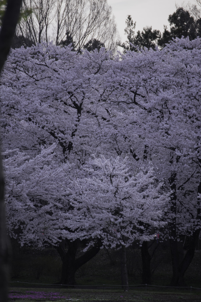 赤城南面千本桜