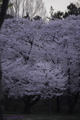赤城南面千本桜
