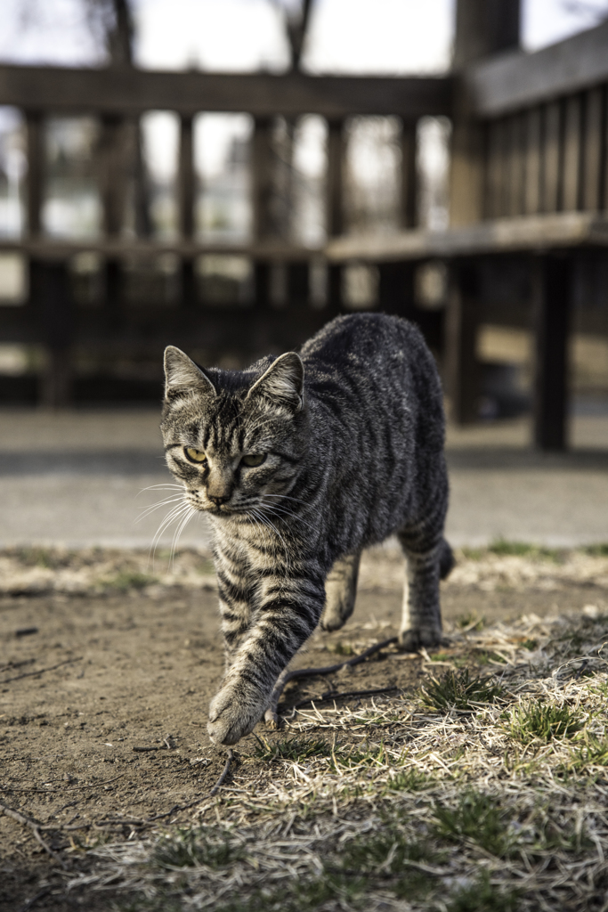 猫