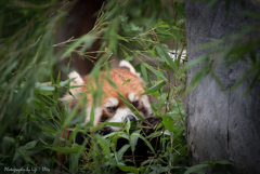 旭山動物園へ