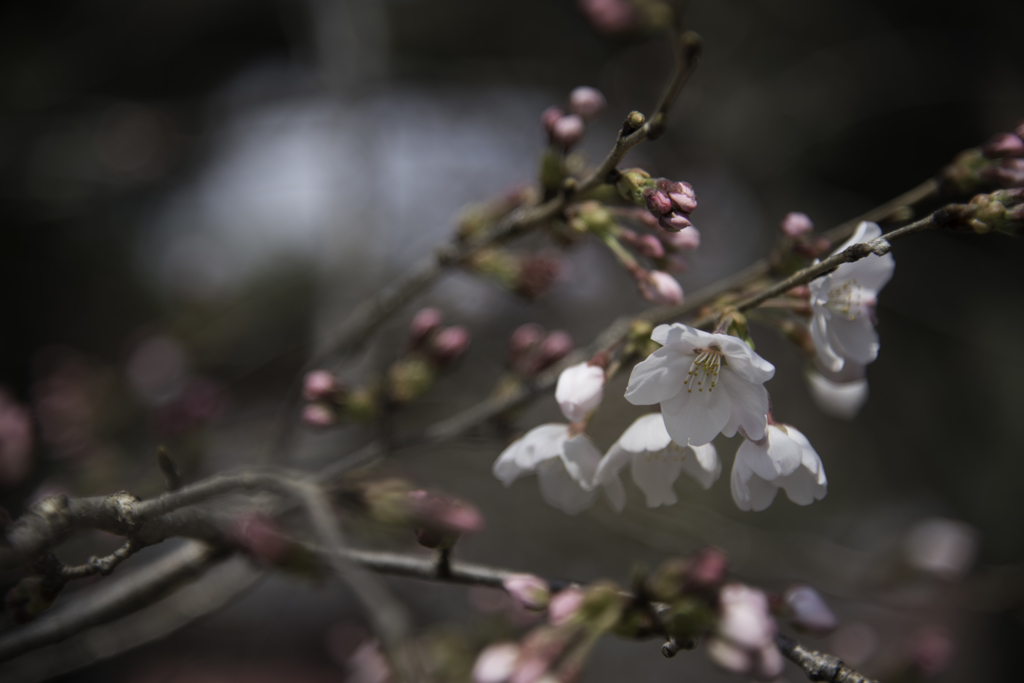 桜とアクセラと猫