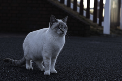 風車と猫