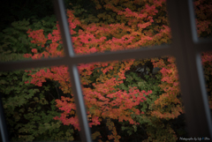 秋探し