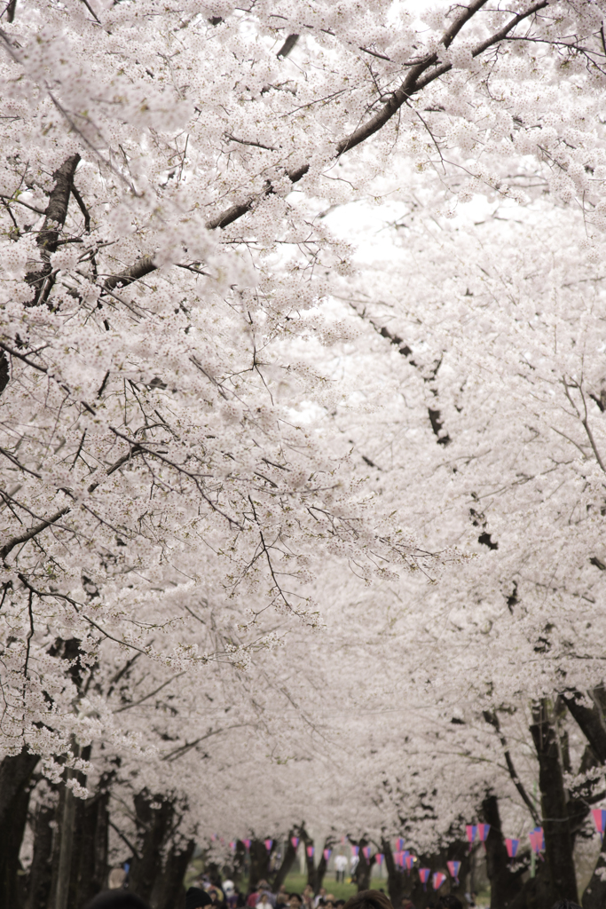 赤城南面千本桜