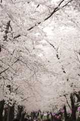 赤城南面千本桜