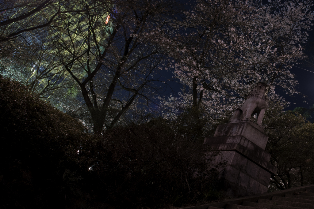 桜