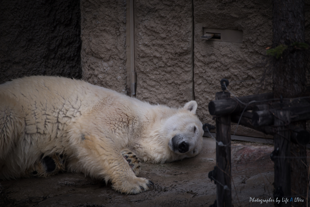 旭山動物園へ
