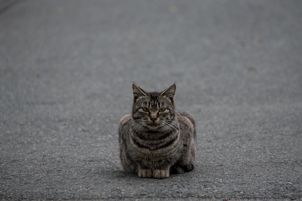 猫 (27 - 32)