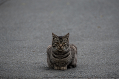 猫 (27 - 32)