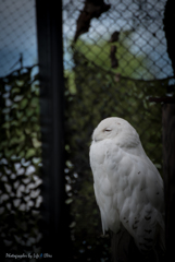 旭山動物園へ