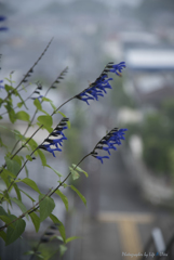 いろは坂を登ると