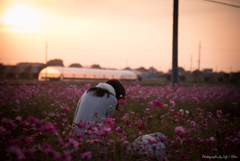 秋桜の咲く中で