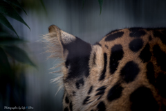 旭山動物園へ