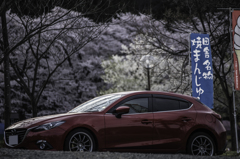赤城南面千本桜