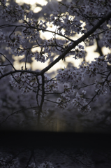 赤城南面千本桜