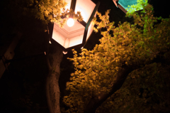 渋温泉街（夜）
