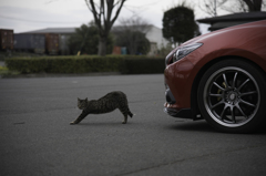 桜とアクセラと猫