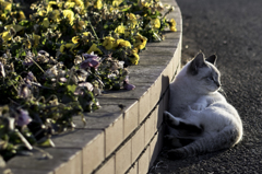 風車と猫