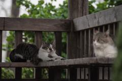猫 (11 - 32)