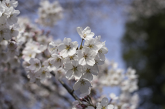 桜
