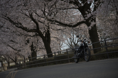 桜をもとめて
