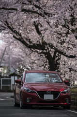 桜をもとめて