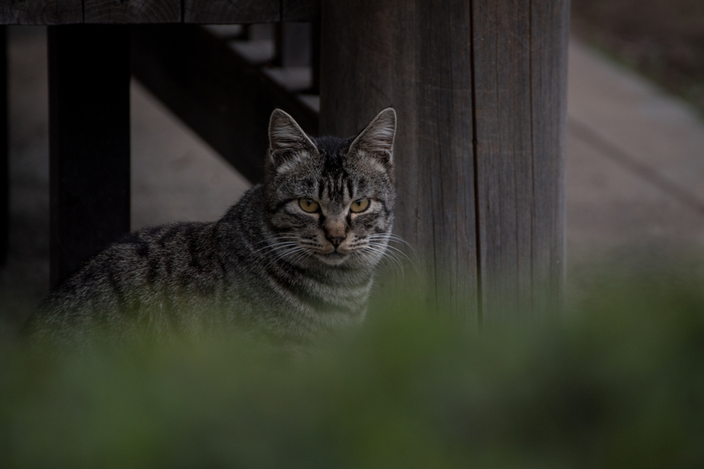 猫 (29 - 32)