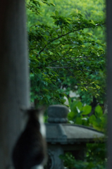 公園と猫