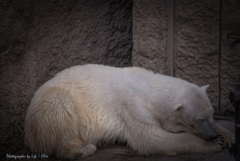 旭山動物園へ