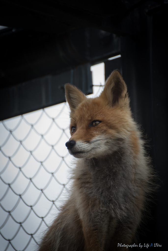 旭山動物園へ