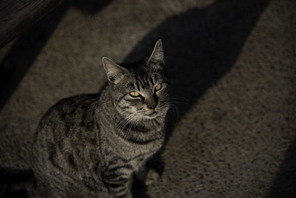 猫