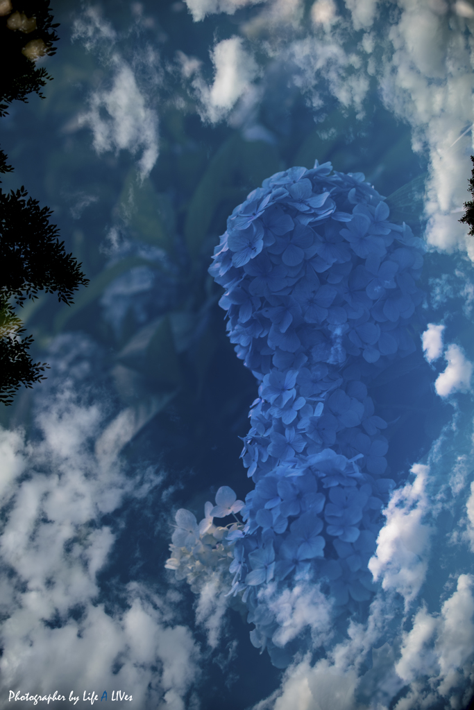 紫陽花と青空