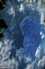 紫陽花と青空