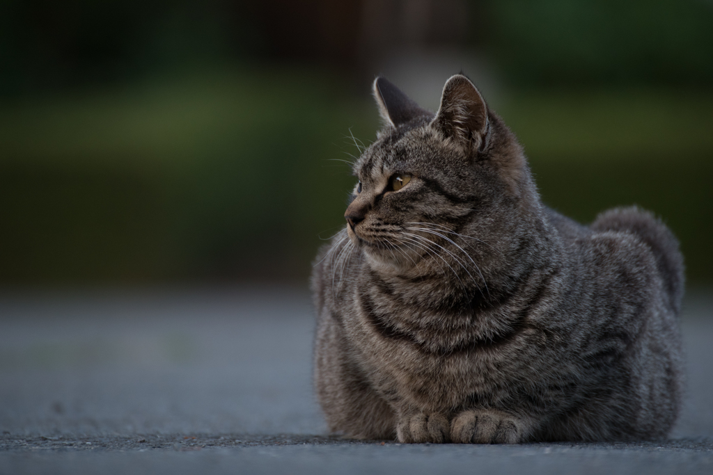 公園と猫