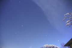 桜吹雪