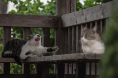 猫 (7 - 32)
