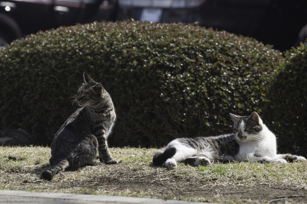 春の陽気と猫