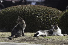 春の陽気と猫