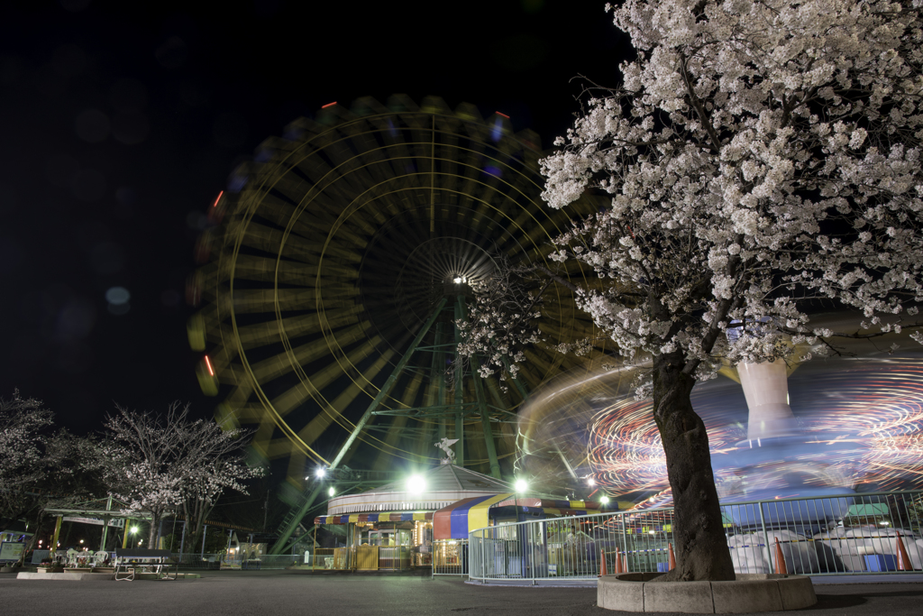 桜