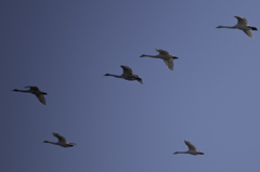 白鳥探し