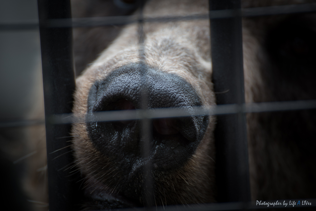 旭山動物園へ