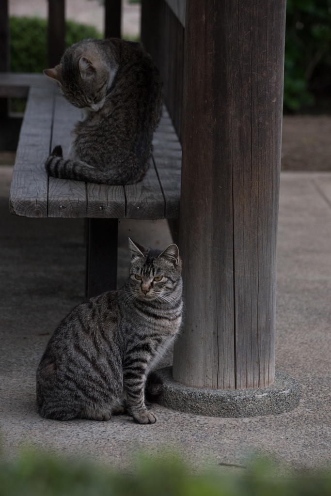 猫 (30 - 32)