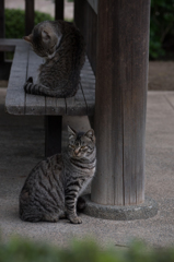 猫 (30 - 32)