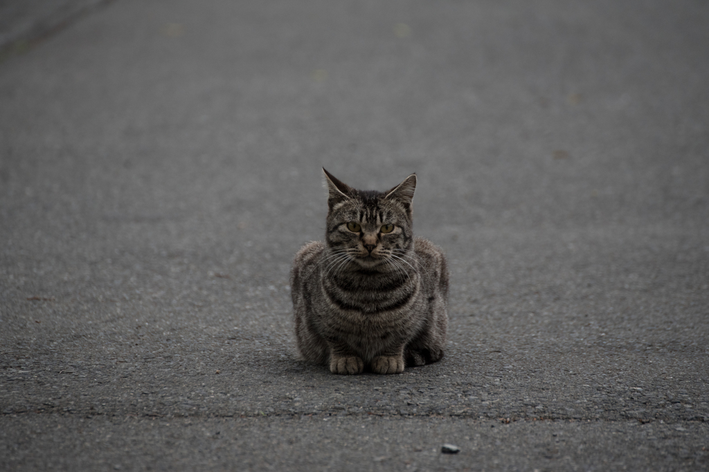 猫 (26 - 32)