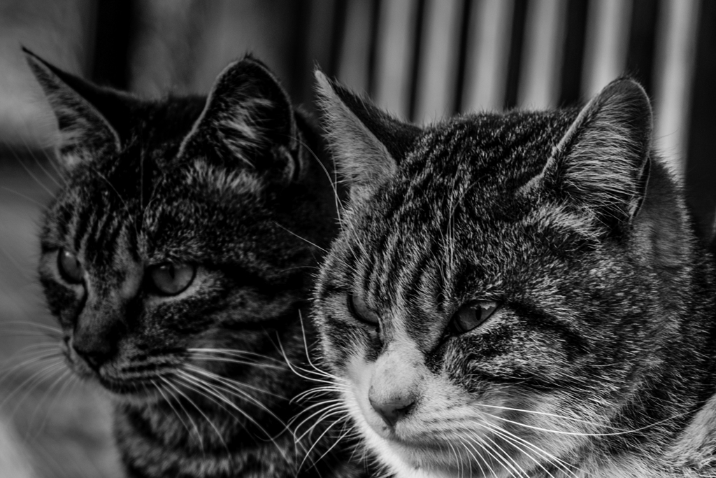 猫