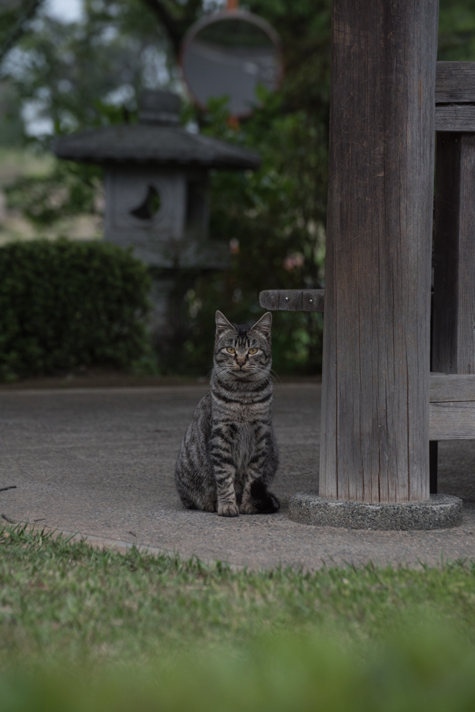 猫 (32 - 32)