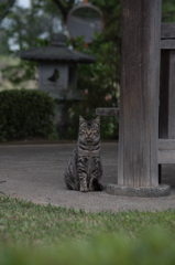 猫 (32 - 32)