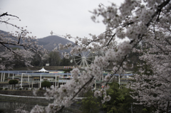 桜を求めて