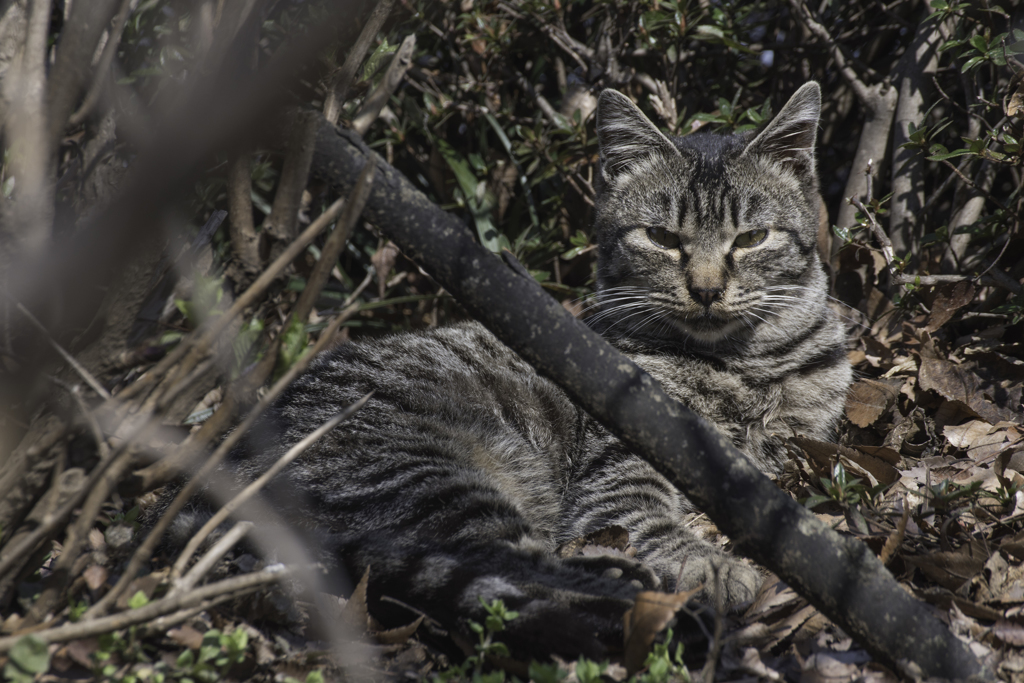 春の陽気と猫