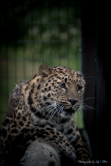 旭山動物園へ